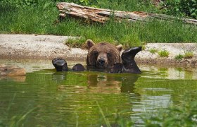 Bär nimmt ein Bad, © Vier Pfoten/Mairhofer